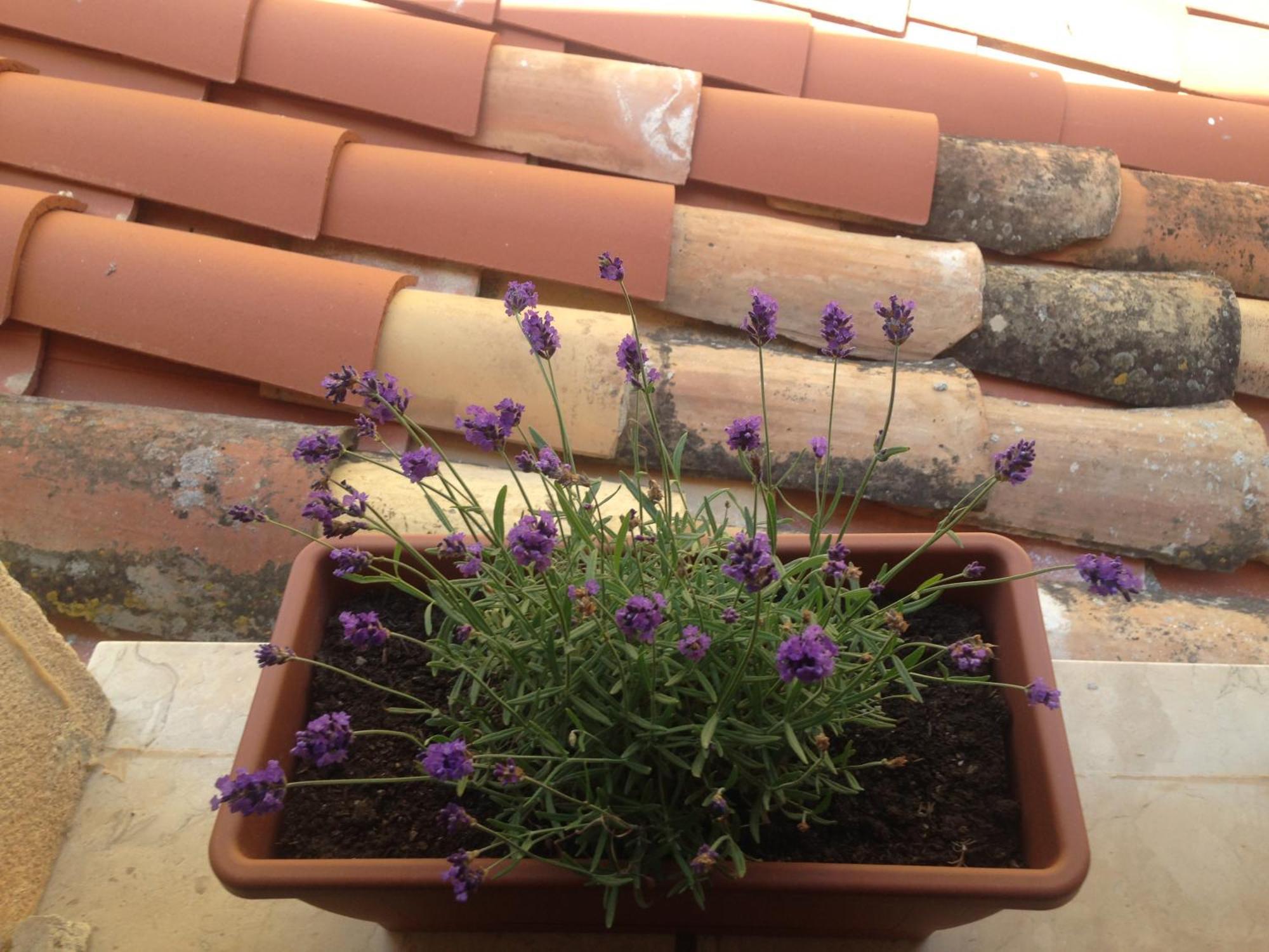 Gerani House Villa Cefalù Buitenkant foto